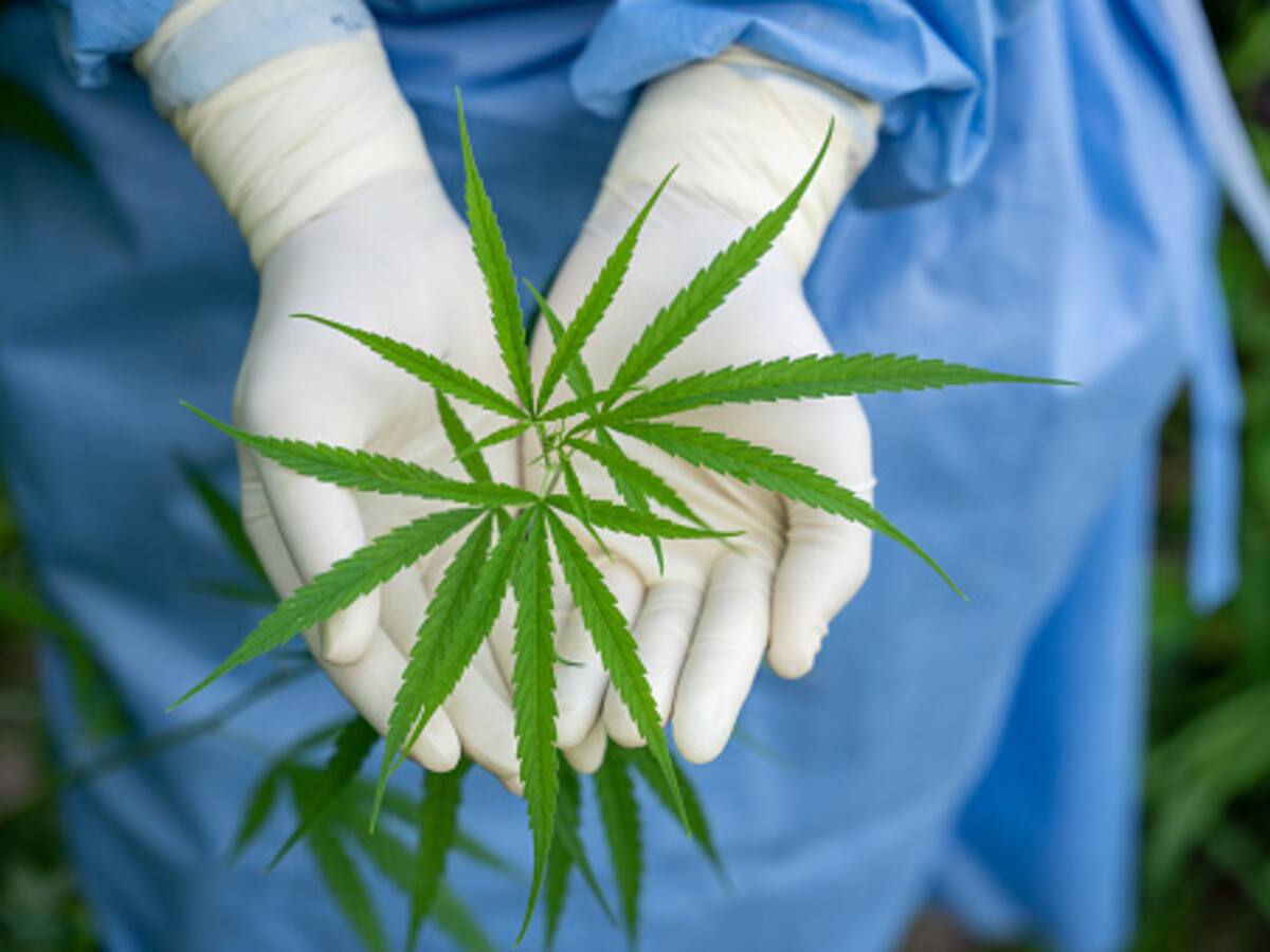 Gobernadores proponen un impuesto al consumo de cannabis medicinal y al posible uso recreativo