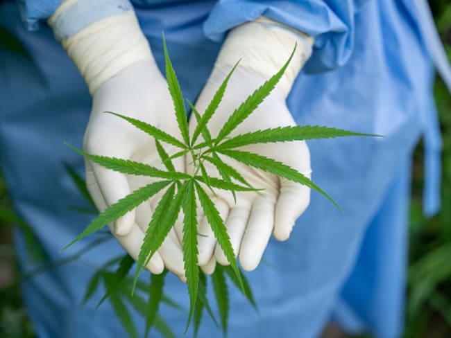 Gobernadores hablan de impuesto al consumo del cannabis recreativo, ¿cómo funcionaría?