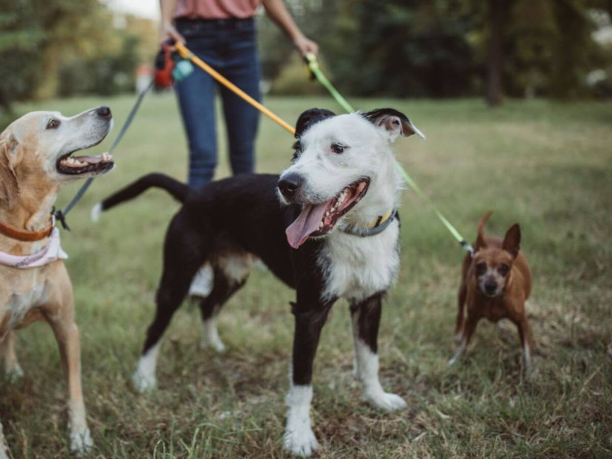 Baños para mascotas en Bogotá: ¿Cómo serán implementados?