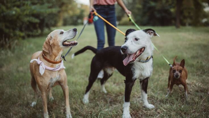 Baños para mascotas en Bogotá: ¿Cómo serán implementados?