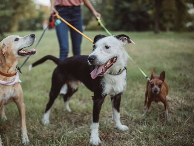 Baños para mascotas en Bogotá: ¿Cómo serán implementados?