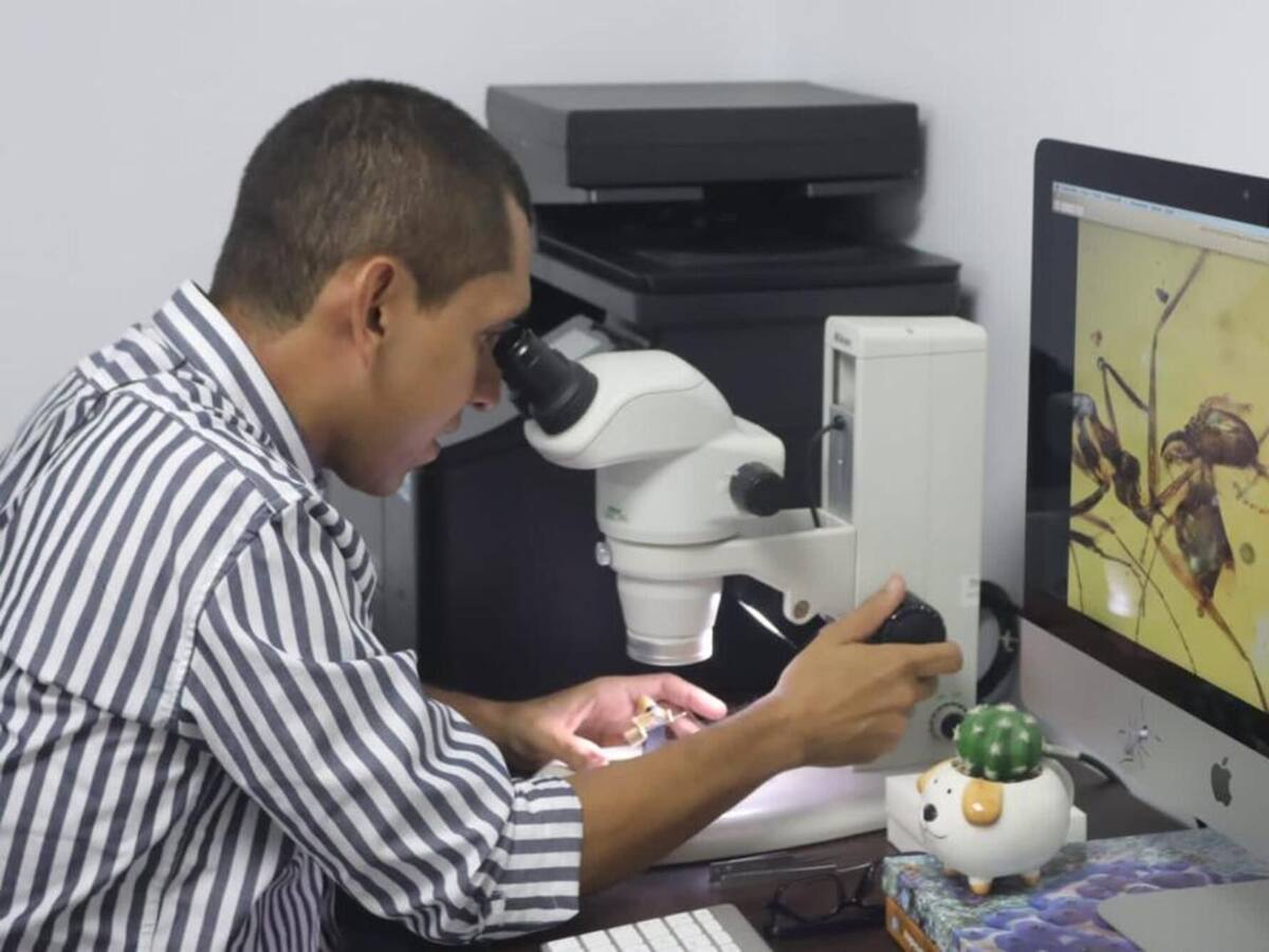 Científico magdalenense es parte del descubrimiento de nuevo género de hormiga