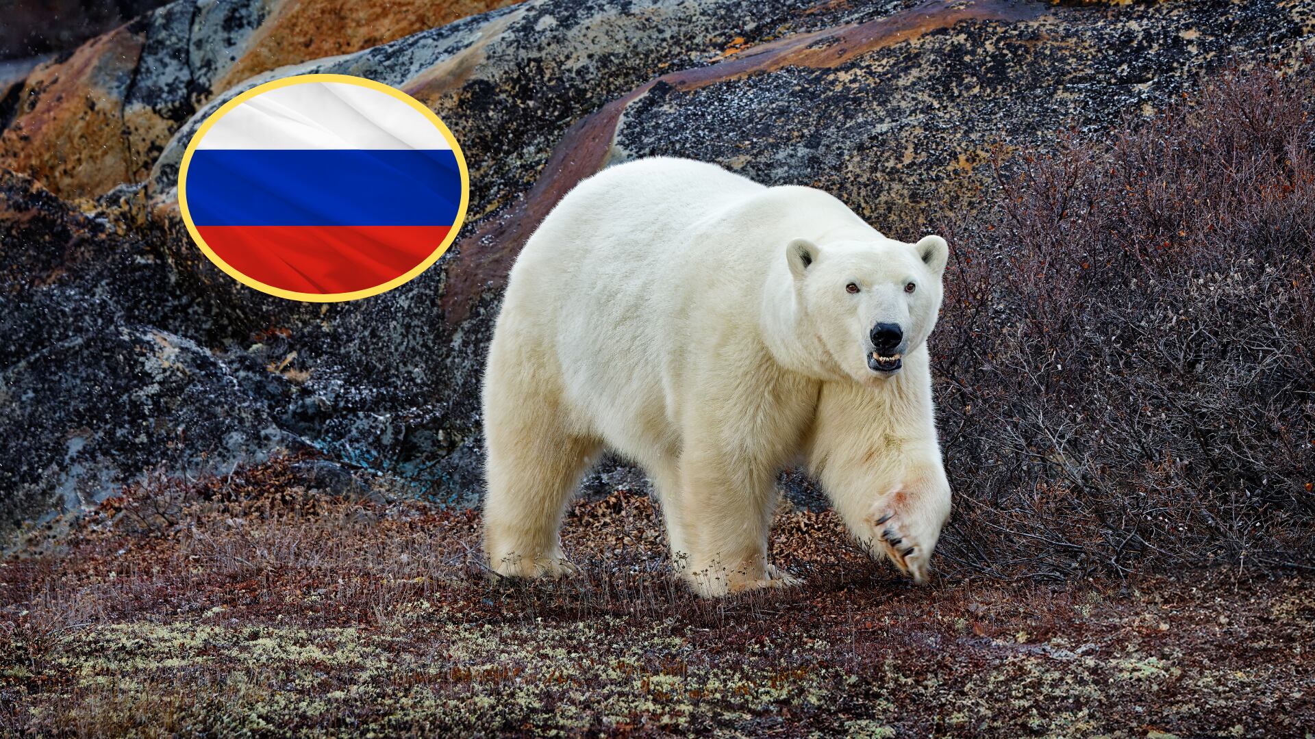 Rusia, Oso polar. Fotos: Getty Images.