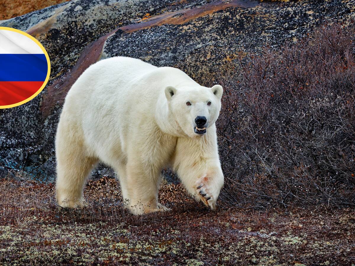 Tres heridos por ataque de oso polar en un remoto pueblo siberiano