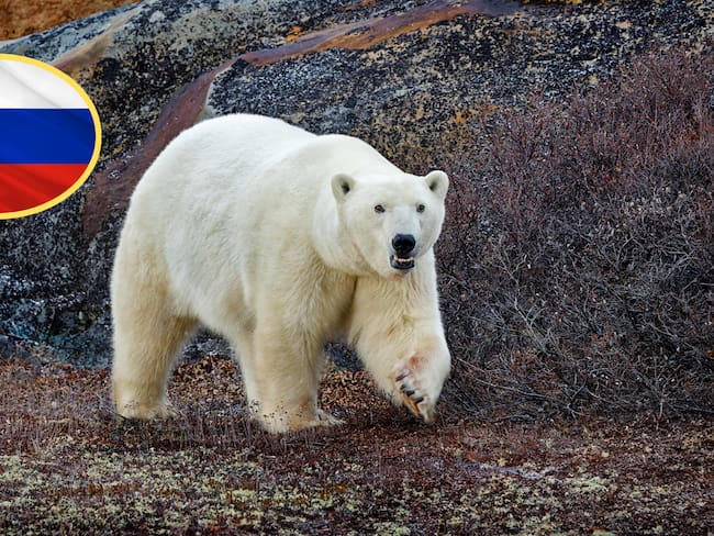 Rusia, Oso polar. Fotos: Getty Images.