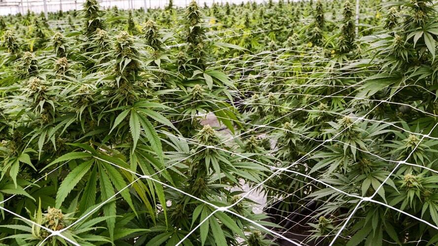 Medcann suministrará 600 toneladas al año de flor seca de cannabis no psicoactivo . Foto: Getty Images