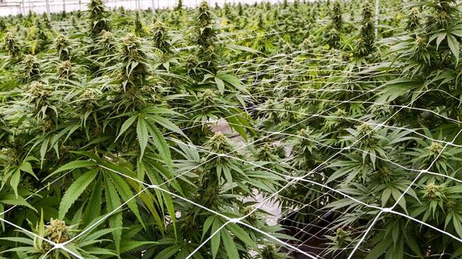 Medcann suministrará 600 toneladas al año de flor seca de cannabis no psicoactivo . Foto: Getty Images