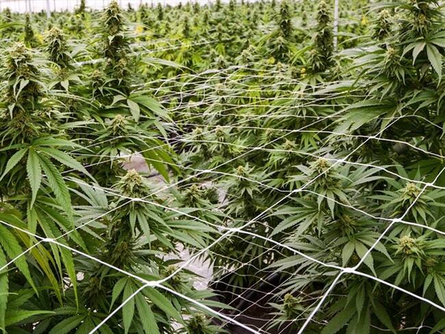 Medcann suministrará 600 toneladas al año de flor seca de cannabis no psicoactivo . Foto: Getty Images