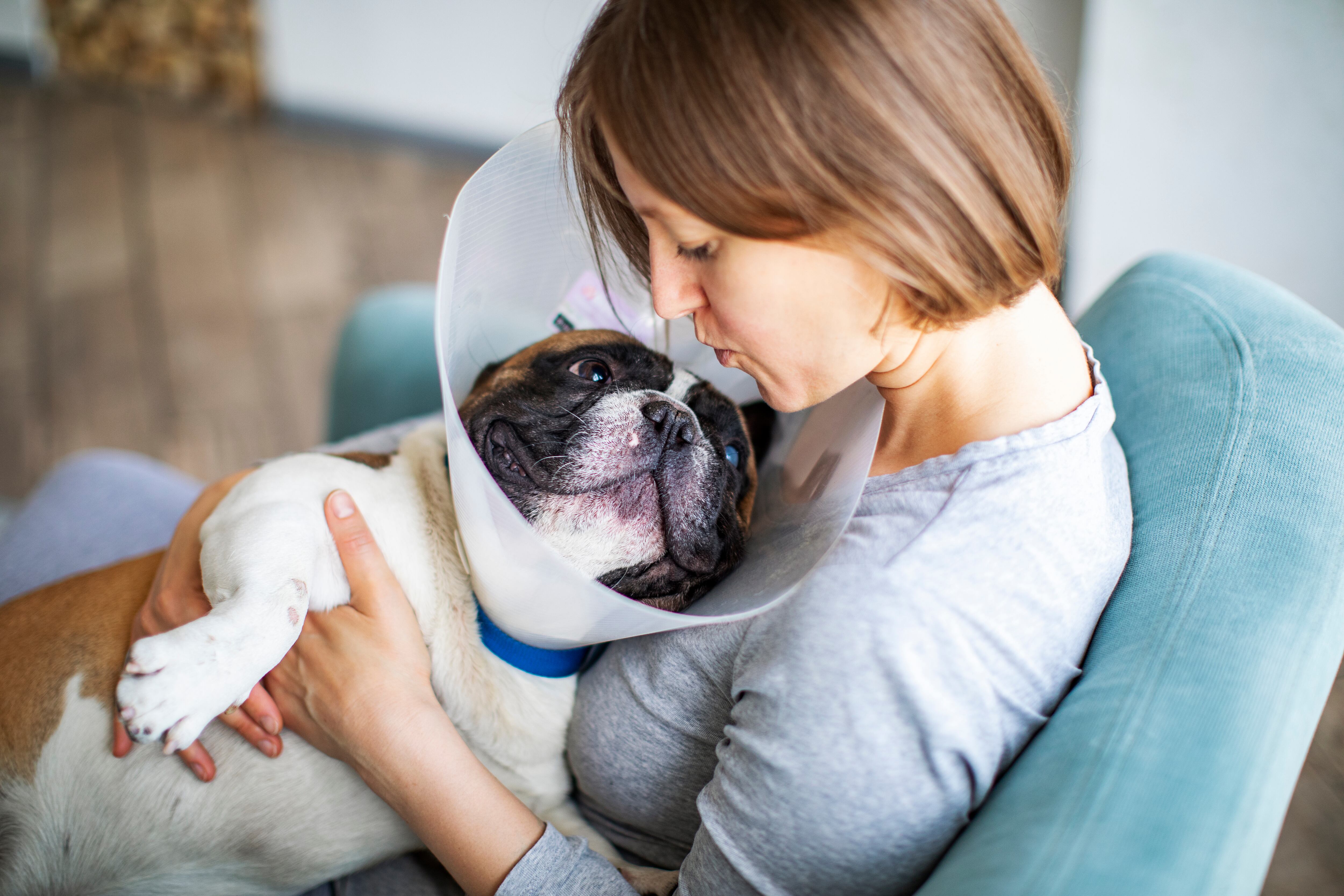 Cirugía perro | Foto: GettyImages