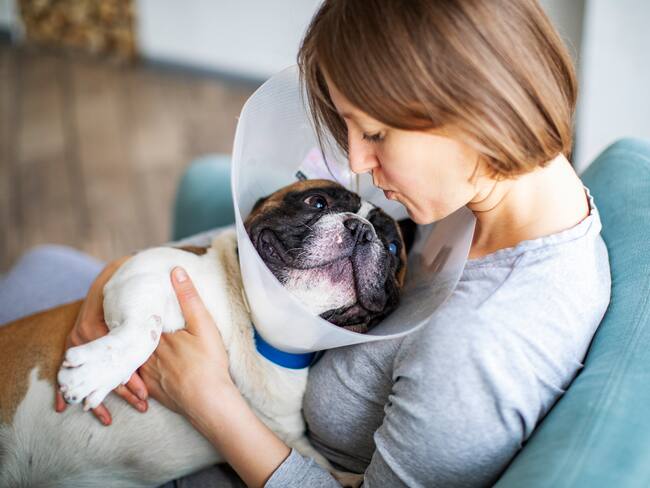 Cirugía perro | Foto: GettyImages