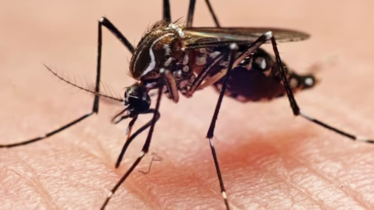 Sigue declaratoria de emergencia por incremento de casos de dengue en Floridablanca