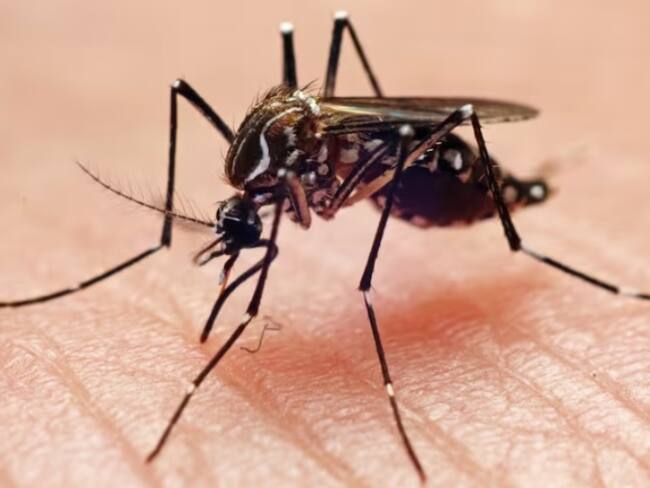 Sigue declaratoria de emergencia por incremento de casos de dengue en Floridablanca