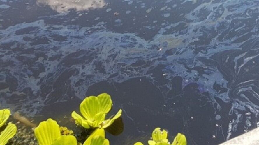 Boyacá: Piden ayuda al Gobierno Nacional para recuperar la ciénaga de Palagua. Foto: Cortesía Jorge Herrera