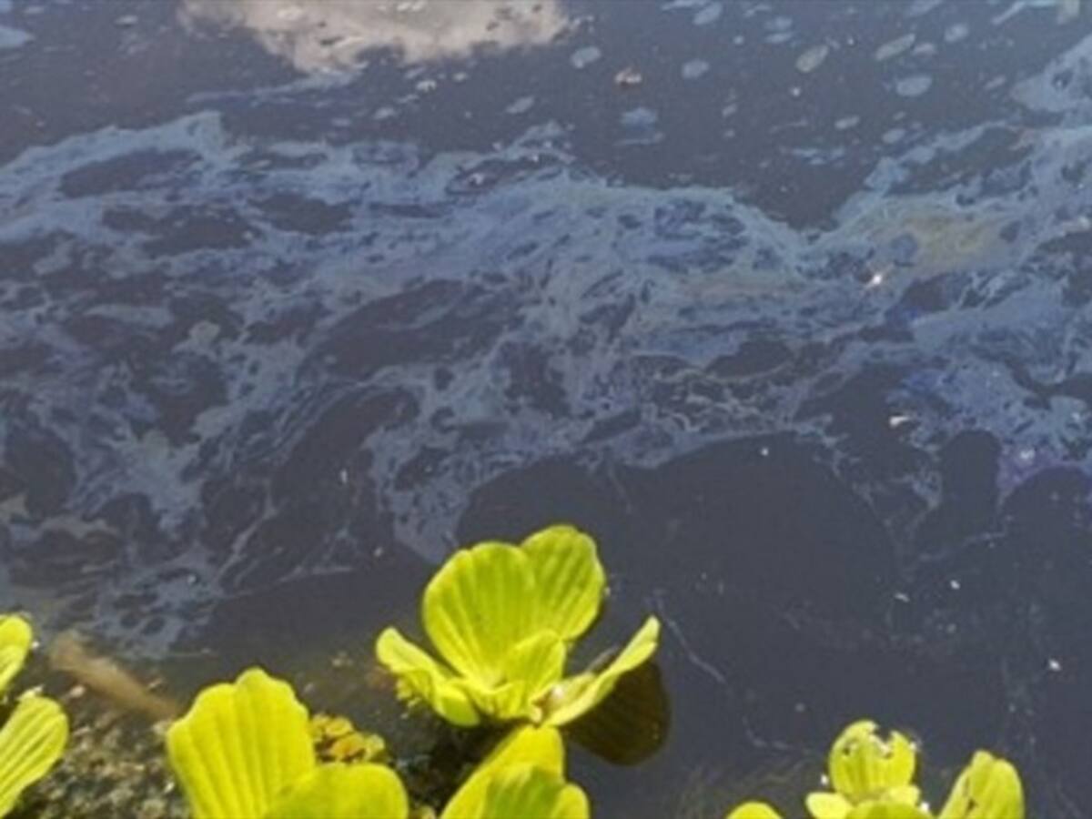 Boyacá: Piden ayuda al Gobierno Nacional para recuperar la ciénaga de Palagua