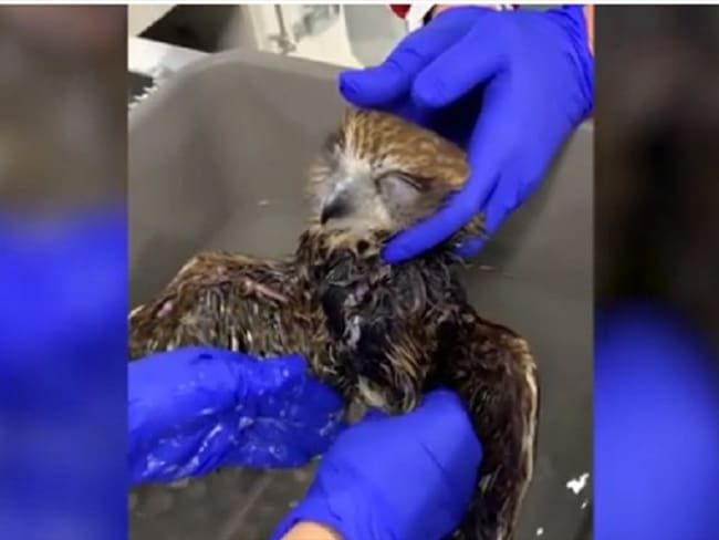 El búho recibió los primeros auxilios en una veterinaria. Foto: captura de pantalla.