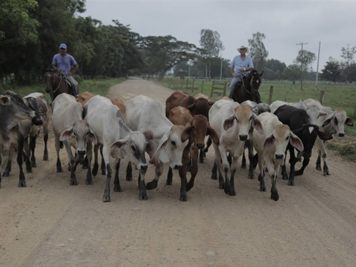 Minagricultura entregó cifras del ciclo de revacunación contra fiebre aftosa en 2019