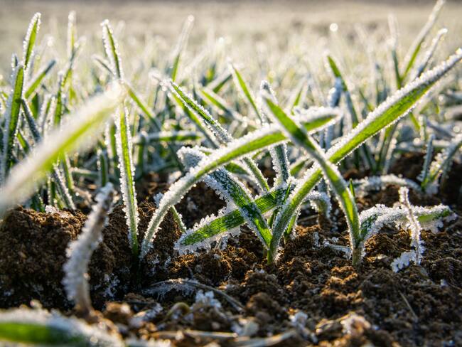 Cultivos aledaños a los páramos del Almorzadero y Santurbán se han congelado. Vía Getty Images.