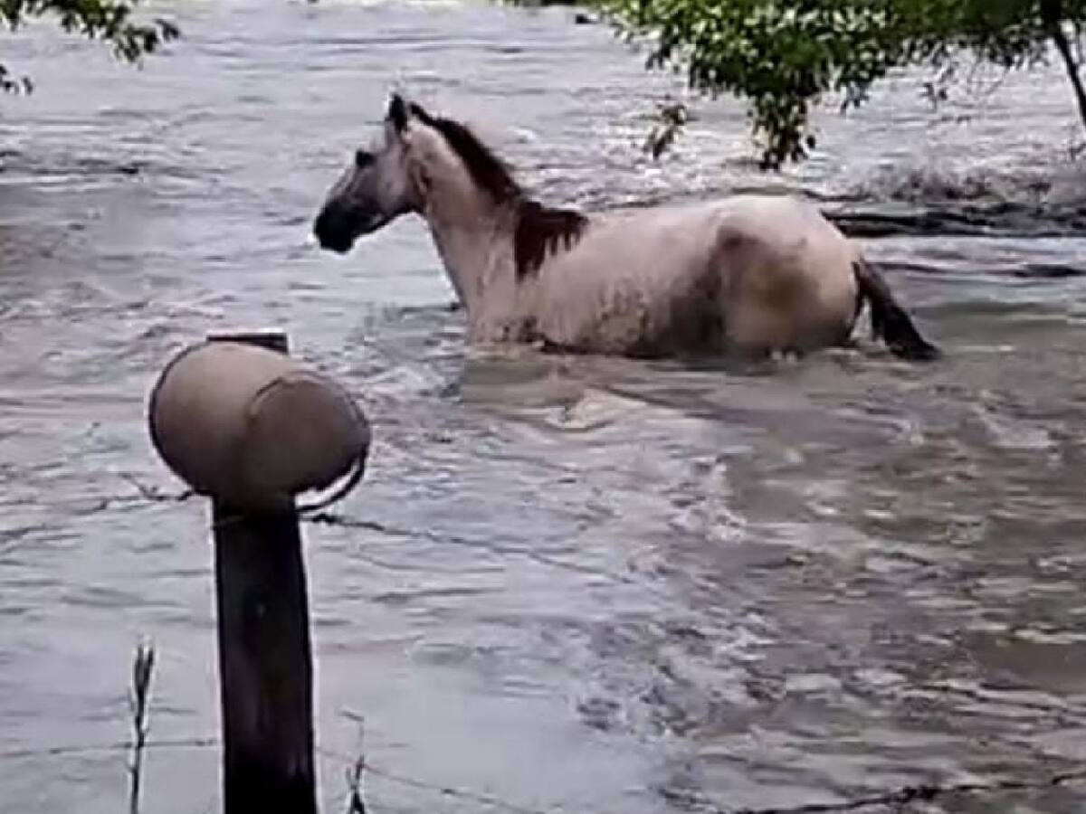 Reportan muerte de ganado y cultivos dañados por inundaciones en Puerto Wilches, Santander