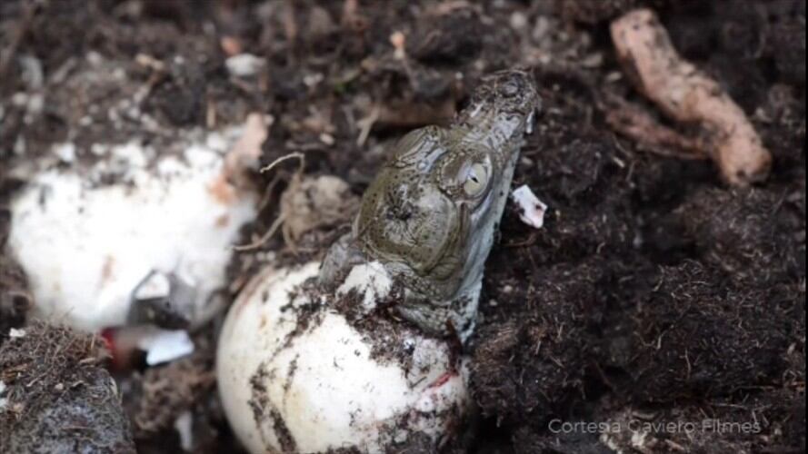 En cuarentena la naturaleza no para: en Córdoba nacen 20 caimanes aguja. Foto: cortesía