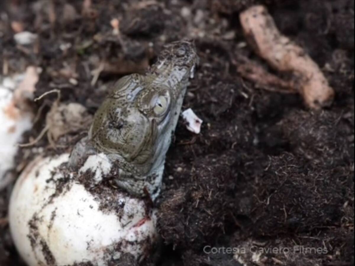 En cuarentena la naturaleza no para: en Córdoba nacen 20 caimanes aguja