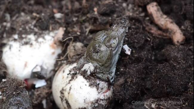 En cuarentena la naturaleza no para: en Córdoba nacen 20 caimanes aguja. Foto: cortesía