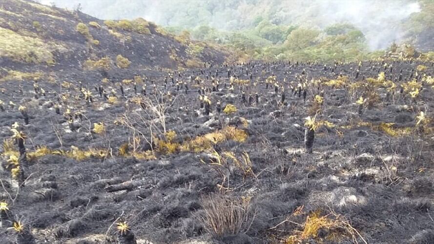 Incendio  páramo. Foto:Gobernación de Santander.