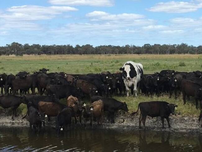 El buey que se salvó de ser sacrificado por ser el más grande del país. Foto: Cortesía Geoff Pearson
