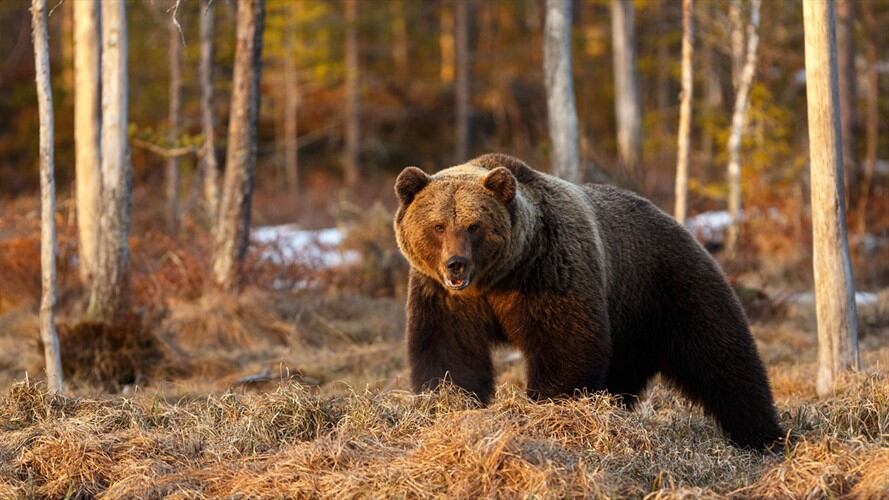 Mujer se enfrentó cara a cara contra un oso para defender a sus perros. Foto: Getty Images