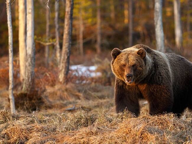 Mujer se enfrentó cara a cara contra un oso para defender a sus perros. Foto: Getty Images