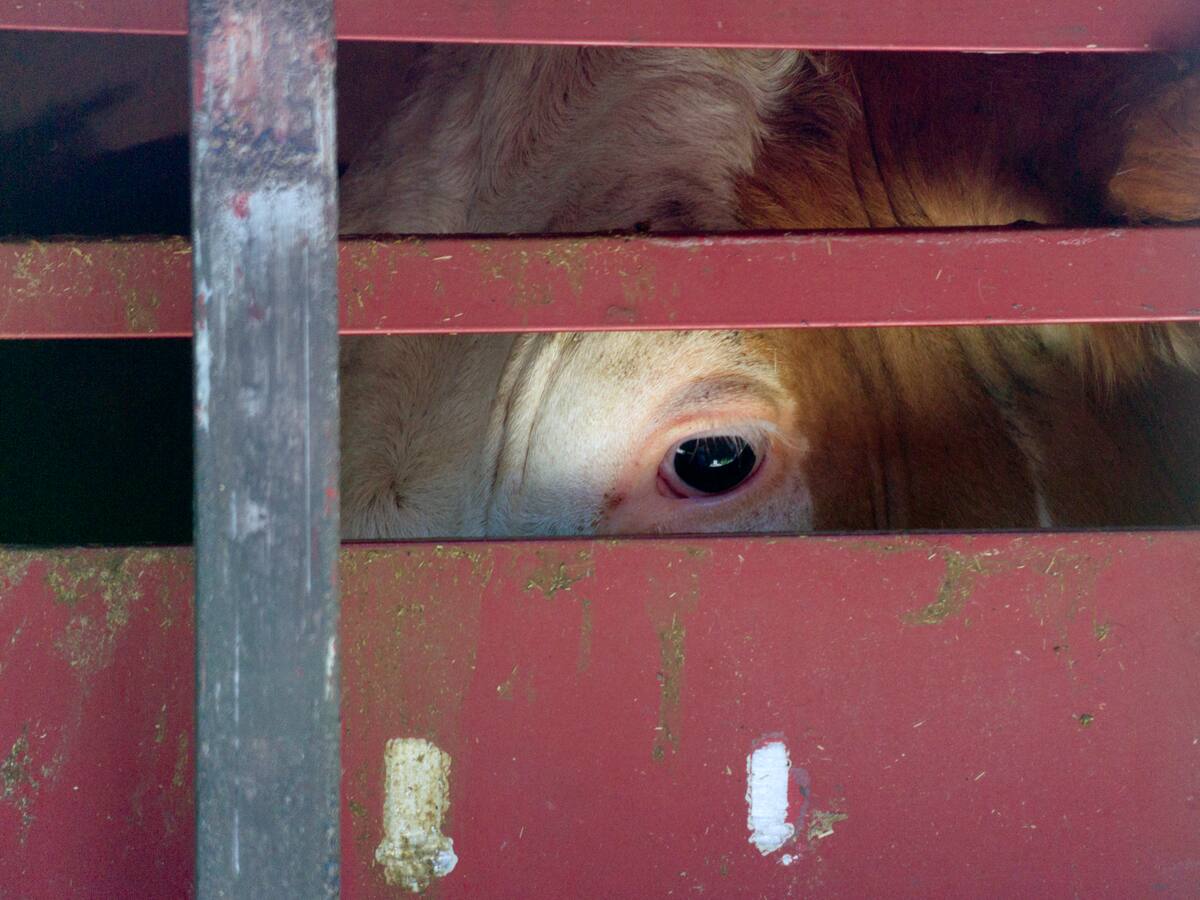 ¿Bajará el precio de la carne con la reapertura de los mataderos?