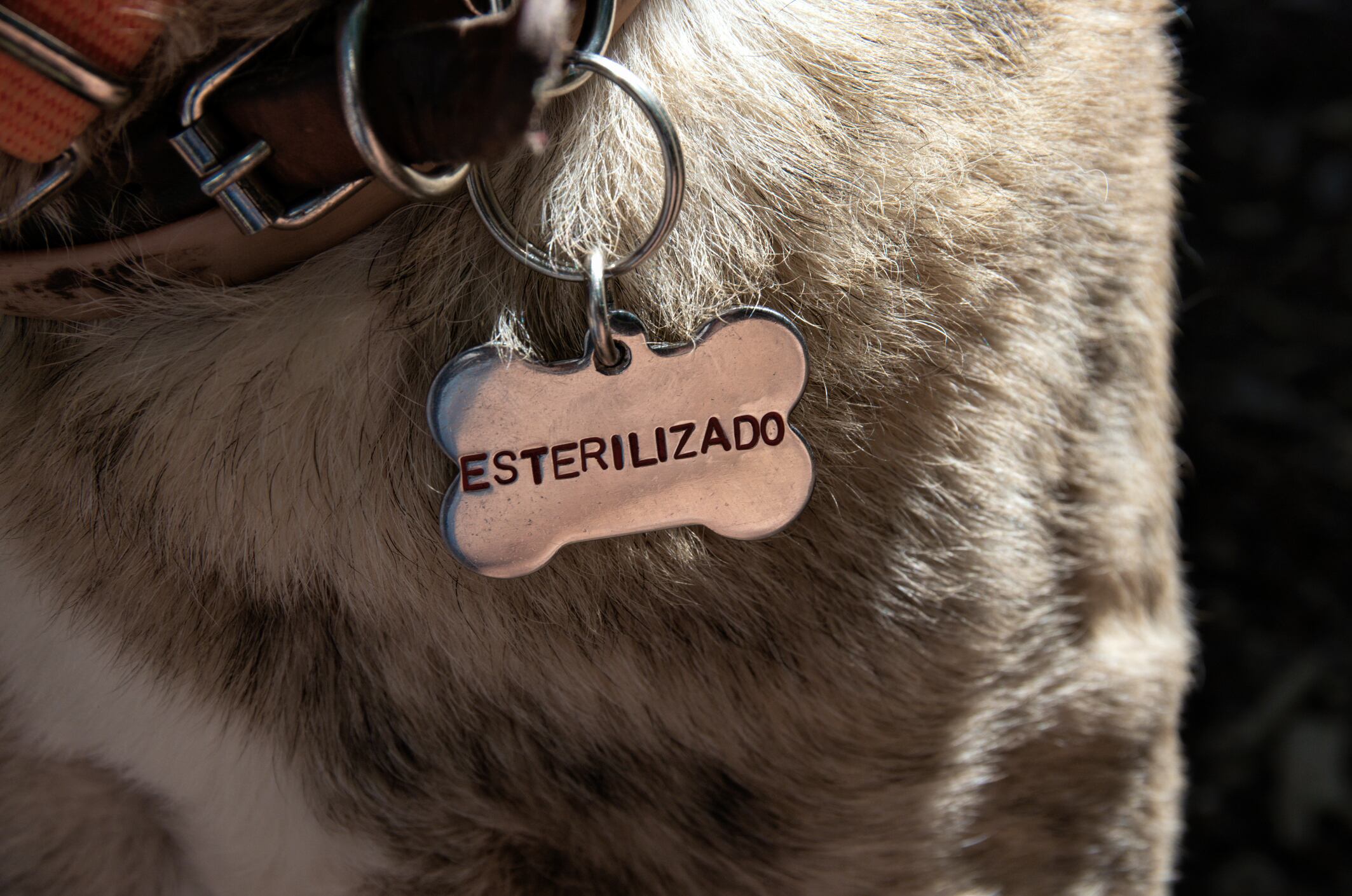 Perro con collar de esterilizado (Getty Images)