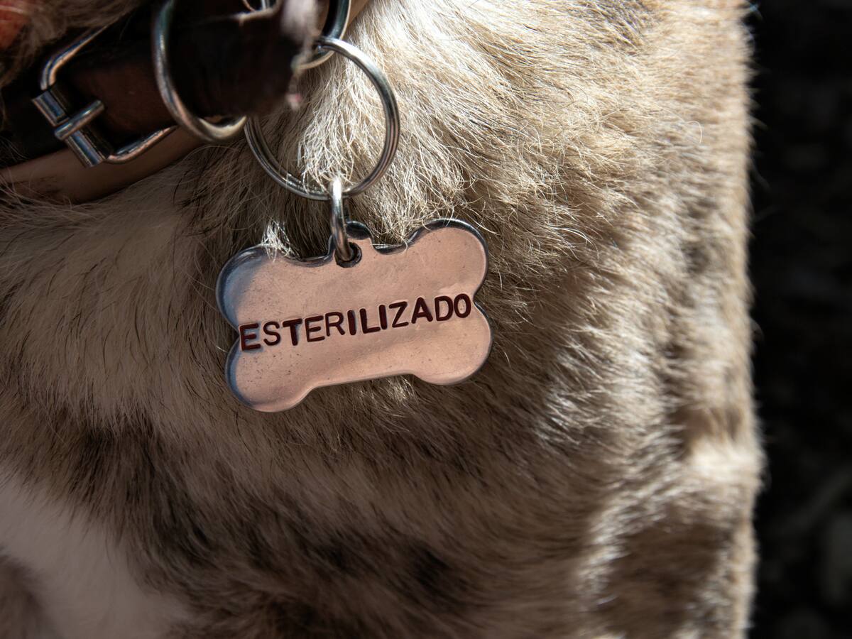¿Quiere esterilizar su mascota gratis? Aproveche estas jornadas de abril