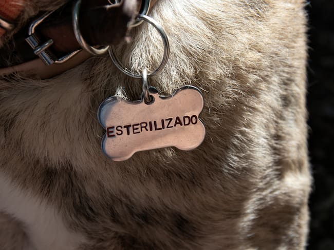 ¿Quiere esterilizar su mascota gratis? Aproveche estas jornadas de abril (Getty Images)