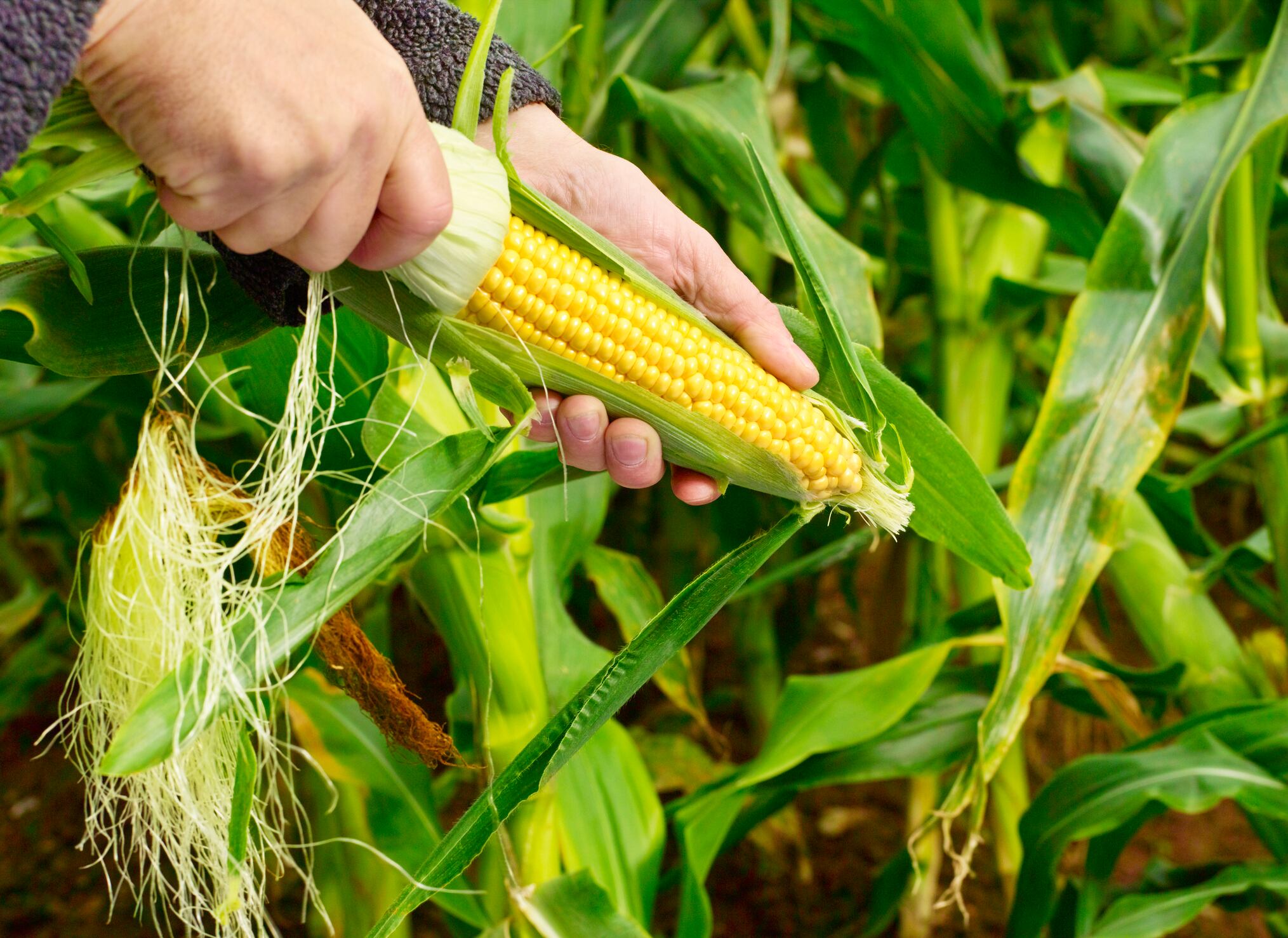 Importaciones de soya y maíz disminuyeron en el 2021