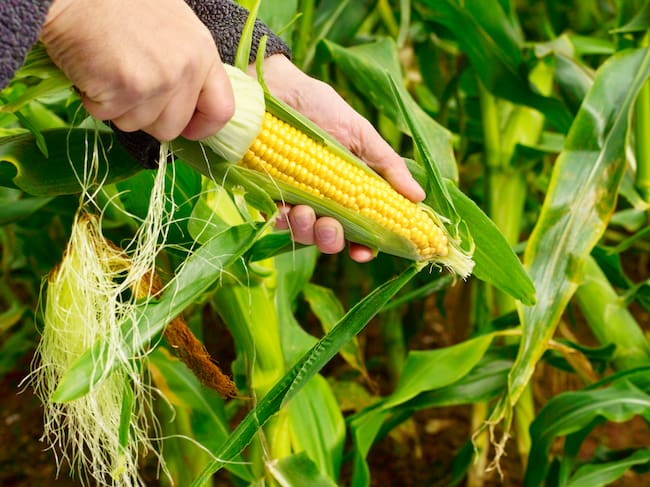 Importaciones de soya y maíz disminuyeron en el 2021