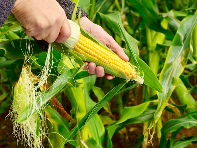 Importaciones de soya y maíz disminuyeron en el 2021