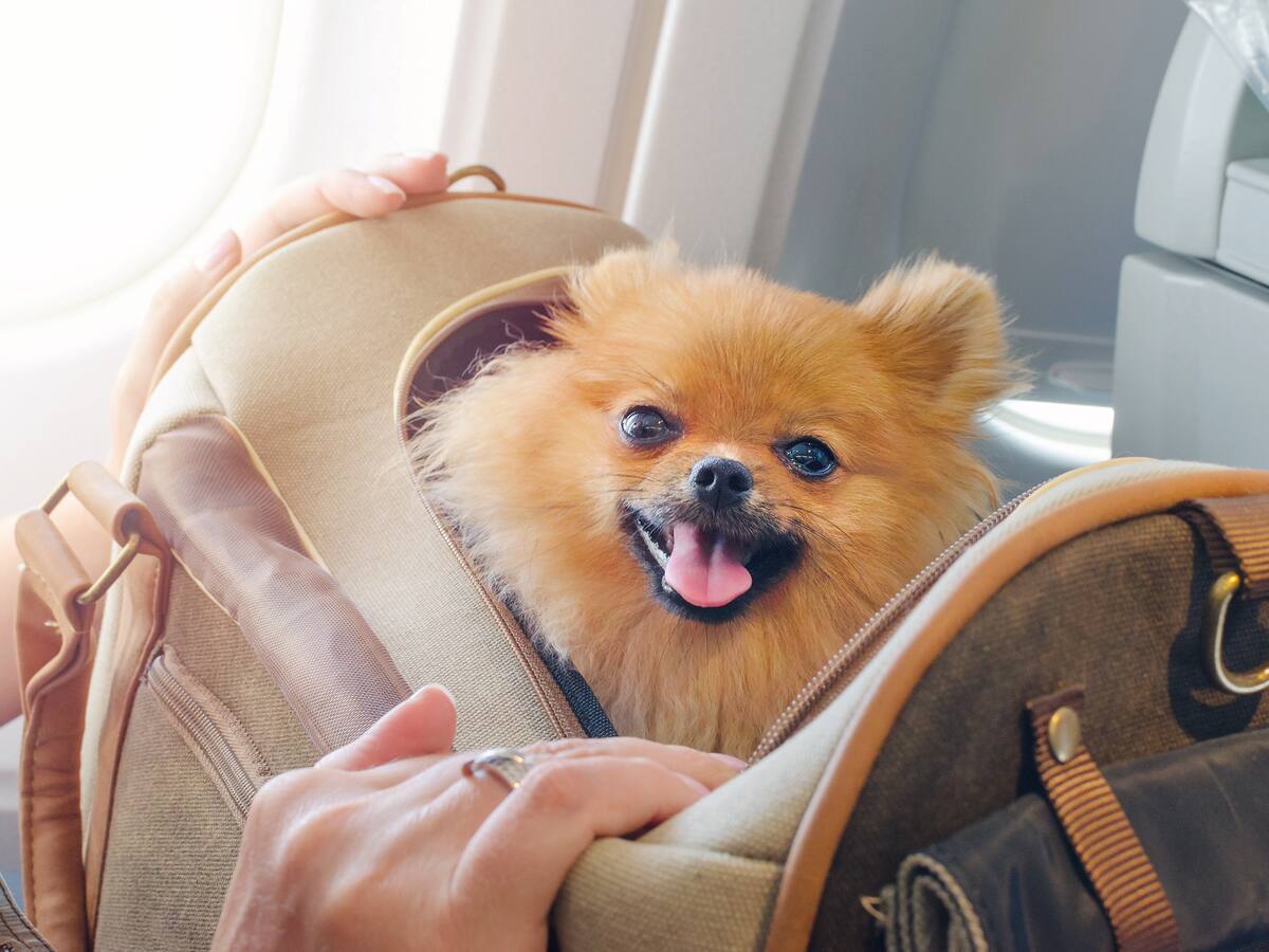 Proyecto busca que mascotas viajen gratis en la cabina del avión: aquí las condiciones