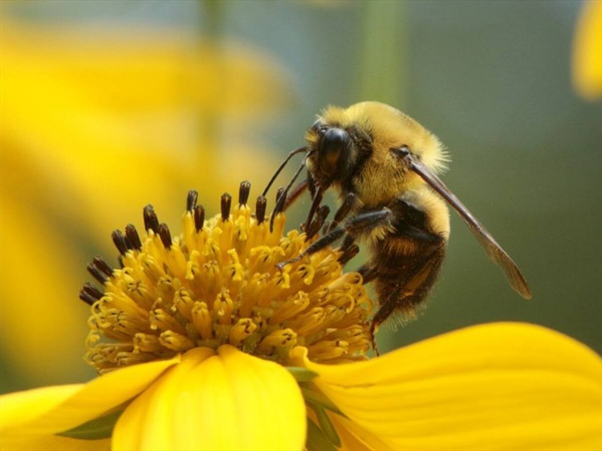 Experto aboga por eliminación del uso del glifosato para salvar las abejas