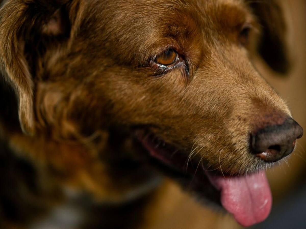 Bobi, perro de 30 años: nuevo Guinnes World Records