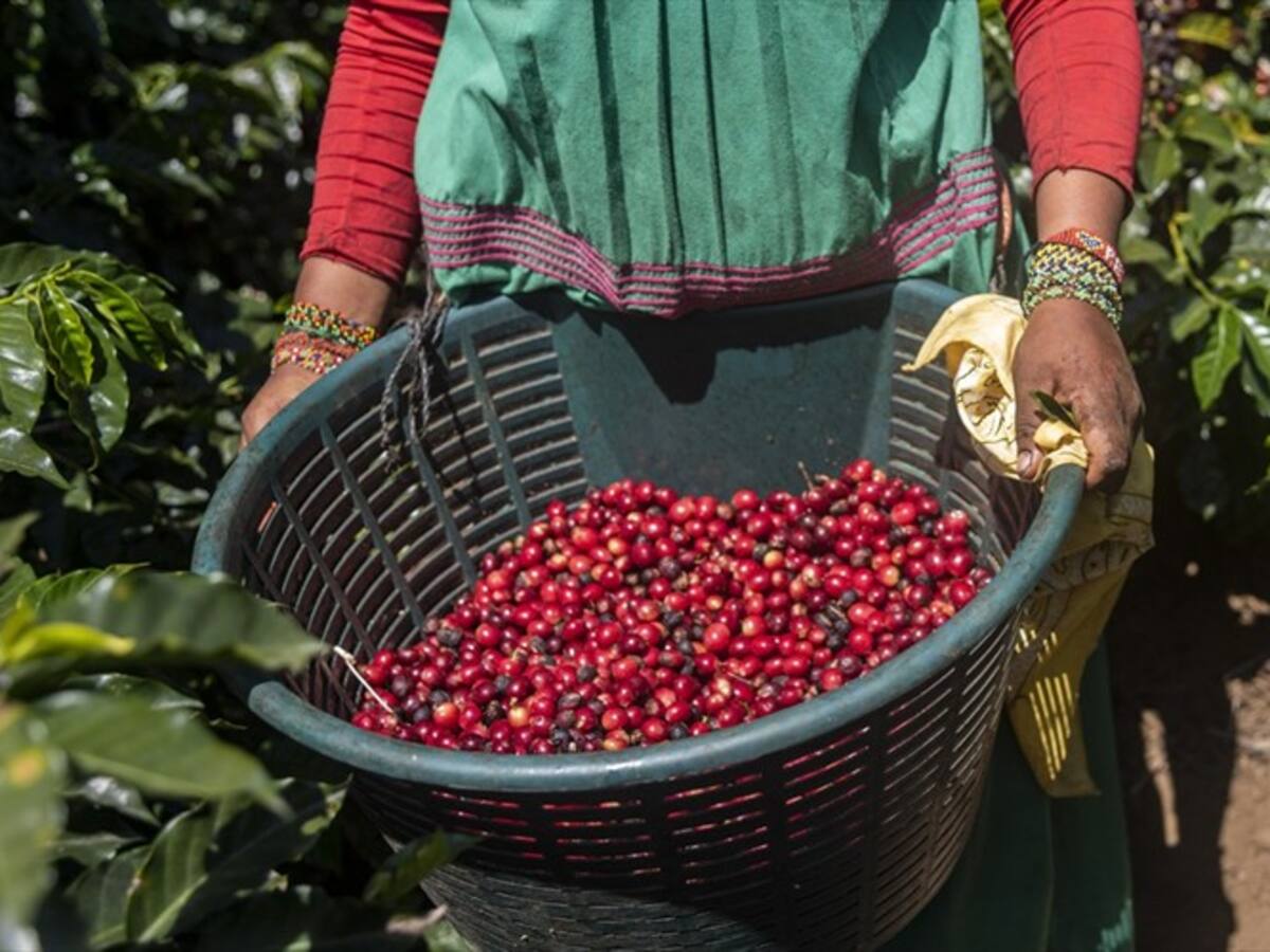 Cafeteros lanzaron alerta por aumento en niveles de broca en los cultivos del grano