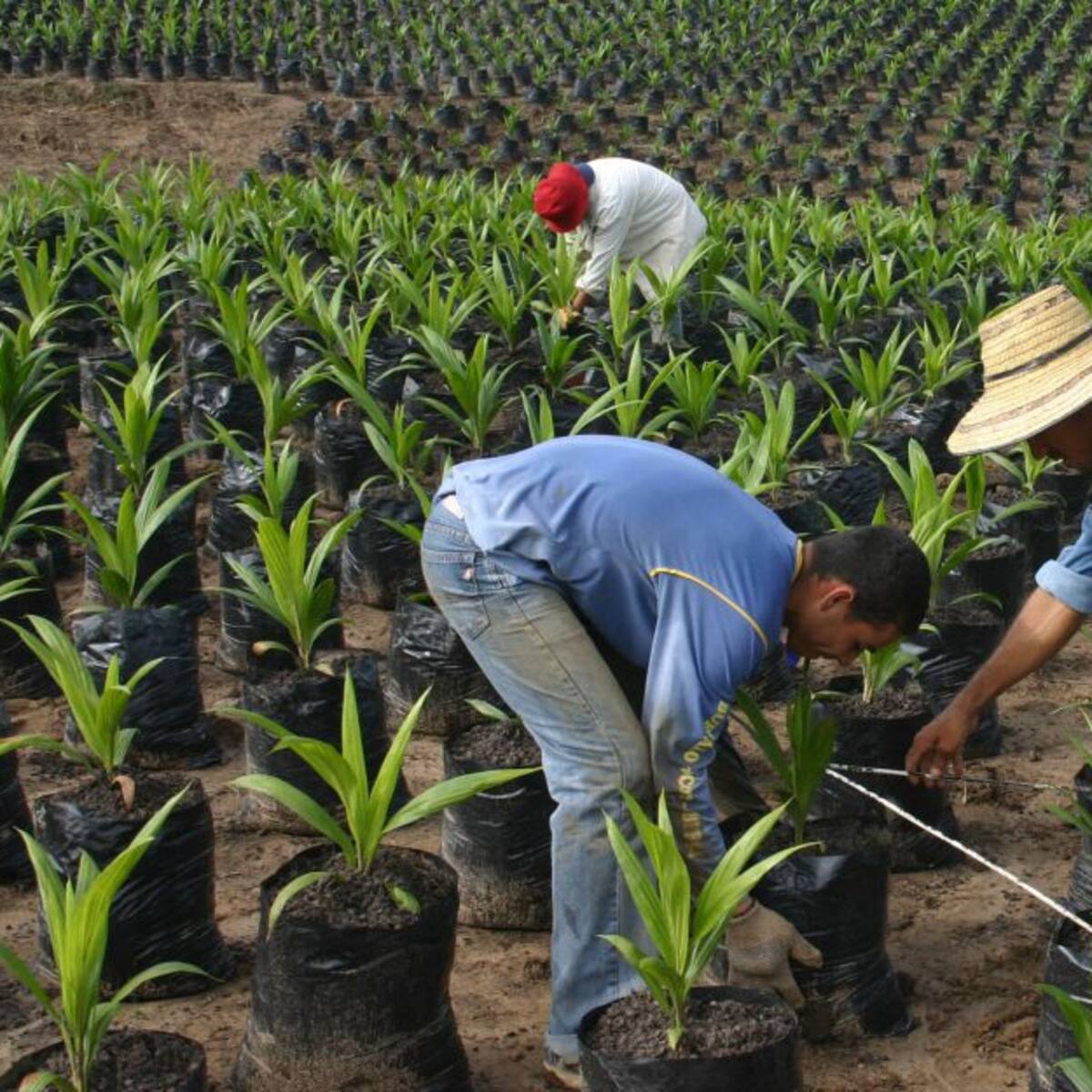 MinAgricultura advierte urgencia para debatir la Ley Ordinaria de Jurisdicción Agraria