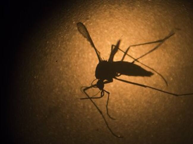 El mosquito Aedes aegypti, que transmite el virus zika. Foto: Associated Press - AP