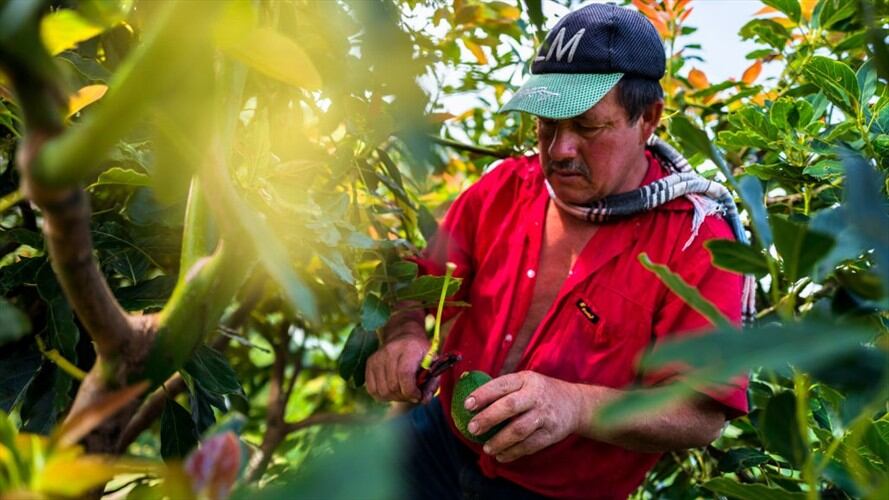 Fue anunciada la puesta en marcha de la “Línea de Crédito Colombia Agro Produce” por $1,5 billones. Foto: Getty Images