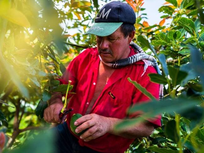 Fue anunciada la puesta en marcha de la “Línea de Crédito Colombia Agro Produce” por $1,5 billones. Foto: Getty Images