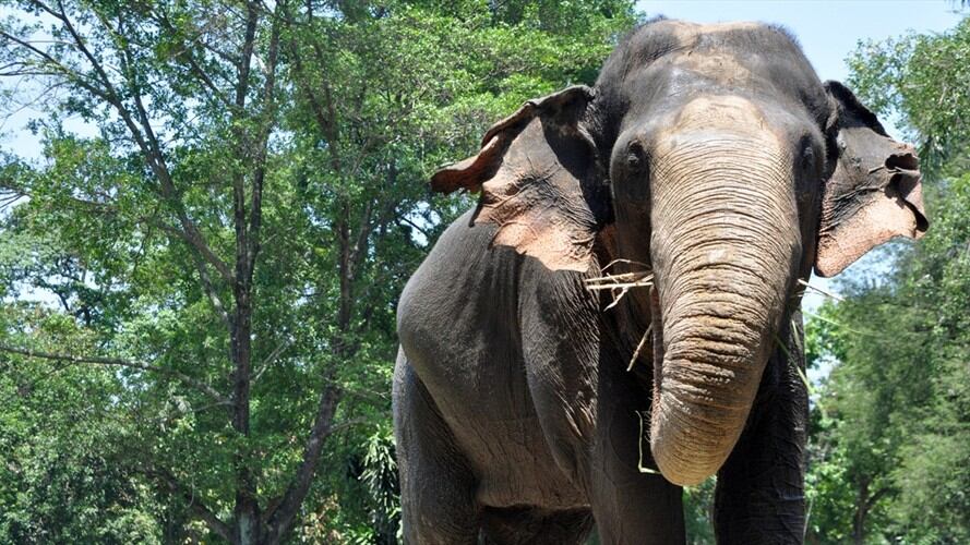 El elefante de Sumatra se encuentra en peligro de extinción . Foto: Getty Images