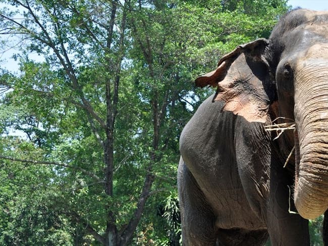 El elefante de Sumatra se encuentra en peligro de extinción . Foto: Getty Images