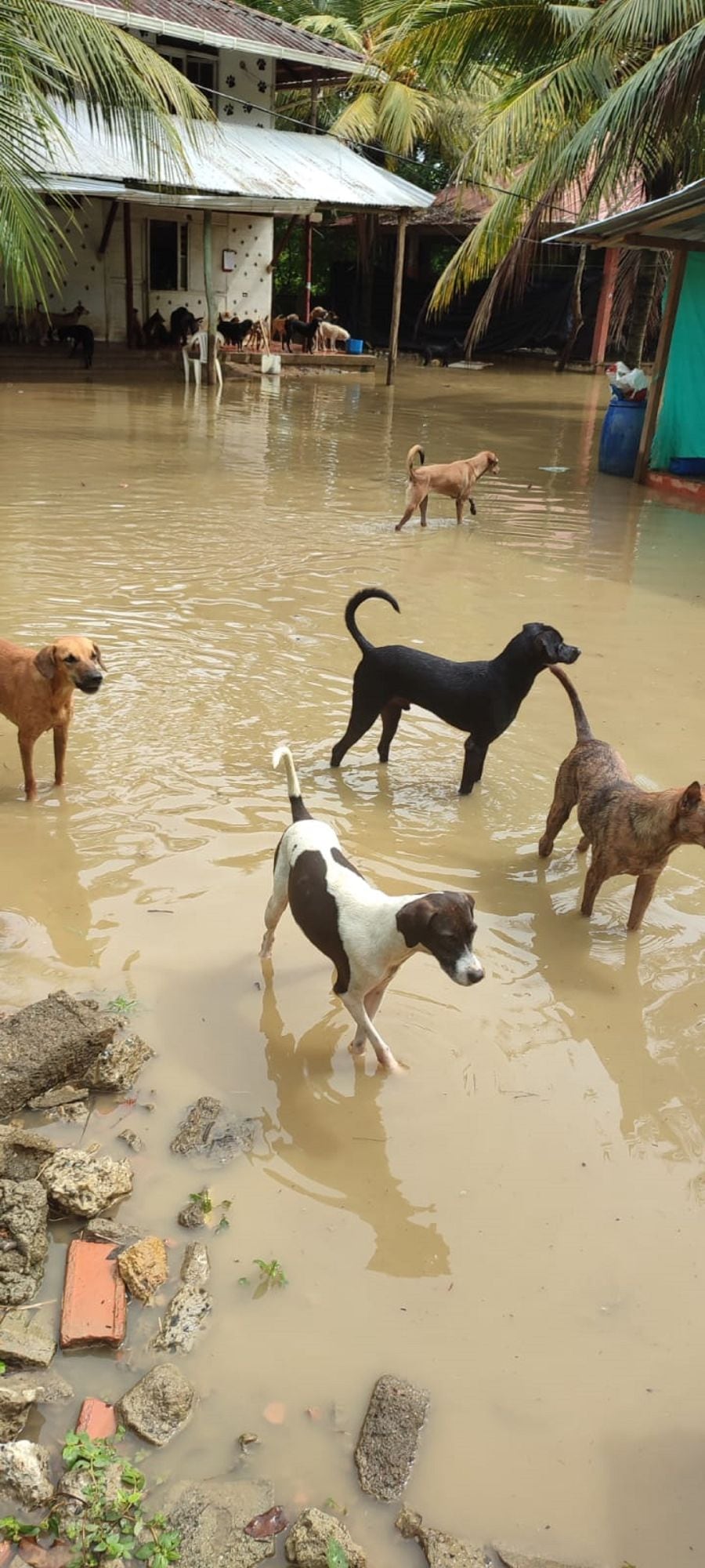 Fuertes lluvias tienen en riesgo a cerca de 300 perros abandonados en Montería. Foto: cortesía Fundación Amor Animal.