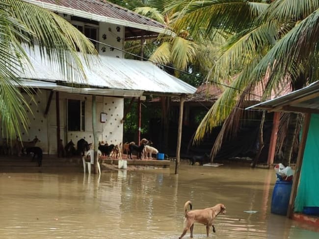 Fuertes lluvias tienen en riesgo a cerca de 300 perros abandonados en Montería. Foto: cortesía Fundación Amor Animal.