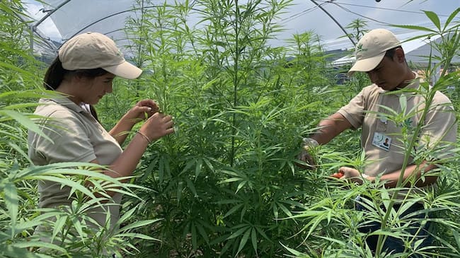 Mitos y verdades sobre el mercado del cannabis medicinal en Colombia. Foto: Cortesía