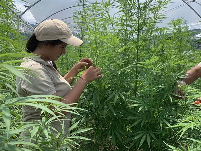 Mitos y verdades sobre el mercado del cannabis medicinal en Colombia. Foto: Cortesía